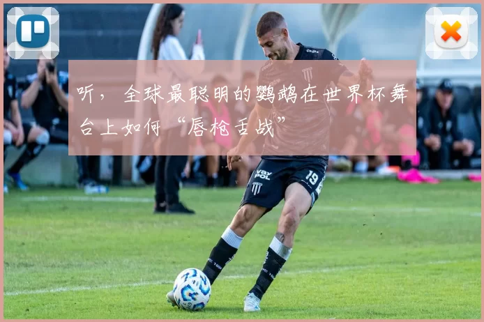 听,全球最聪明的鹦鹉在世界杯舞台上如何“唇枪舌战”